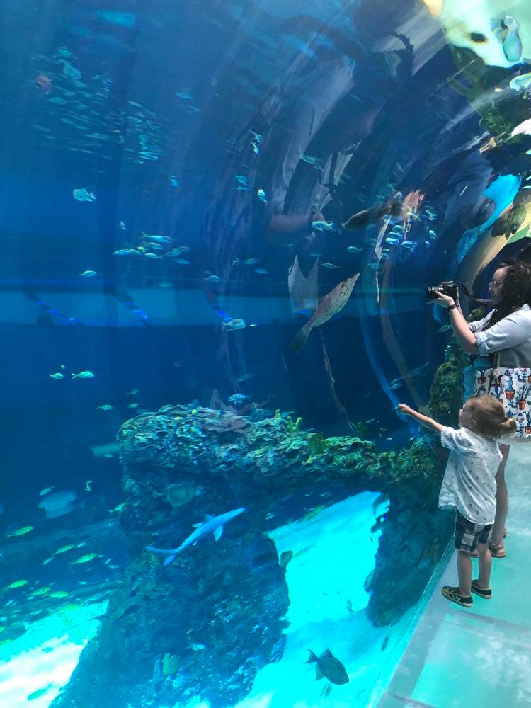 Mississippi Aquarium