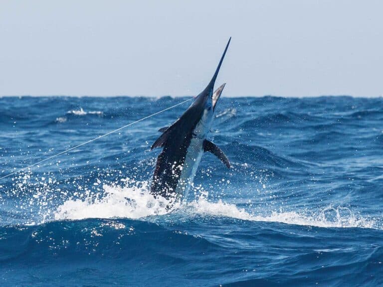 MS Gulf Coast Billfish Classic